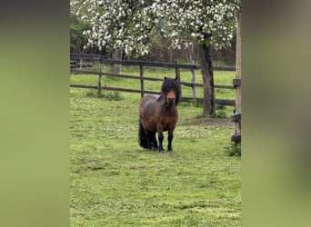 Shetland Ponys, Ruin, 12 Jaar, 80 cm, Bruin