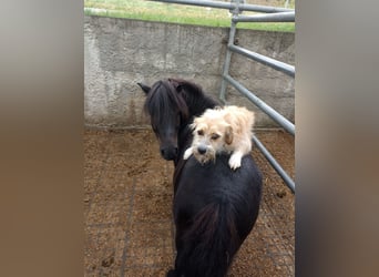 Shetland Ponys, Ruin, 12 Jaar, 85 cm, Zwart