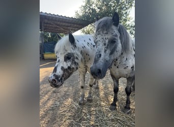 Shetland Ponys, Ruin, 12 Jaar, 96 cm, Appaloosa