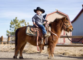 Shetland Ponys Mix, Ruin, 13 Jaar, 109 cm, Roodbruin