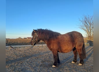 Shetland Ponys, Ruin, 13 Jaar, 110 cm, Zwart