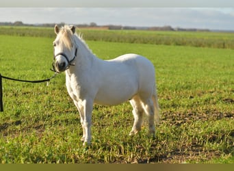 Shetland Ponys, Ruin, 14 Jaar, 105 cm