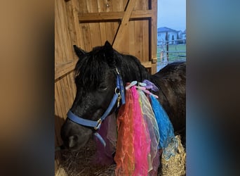 Shetland Ponys, Ruin, 14 Jaar, 108 cm, Zwart