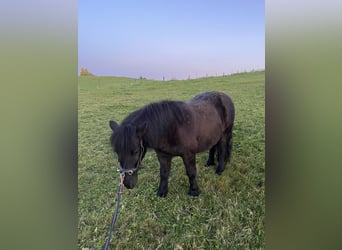 Shetland Ponys, Ruin, 14 Jaar, 108 cm, Zwart