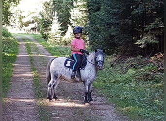 Shetland Ponys, Ruin, 14 Jaar, 110 cm