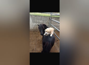Shetland Ponys, Ruin, 14 Jaar, Zwart