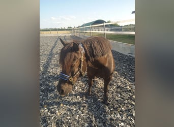 Shetland Ponys, Ruin, 15 Jaar, 108 cm, Zwartbruin