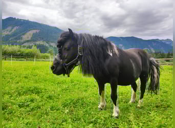 Shetland Ponys, Ruin, 15 Jaar