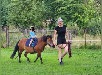 Shetland Ponys Mix, Ruin, 16 Jaar, 105 cm, Bruin