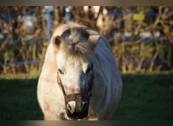Shetland Ponys, Ruin, 16 Jaar, 93 cm, Gevlekt-paard