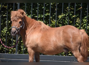 Shetland Ponys, Ruin, 16 Jaar, Vos