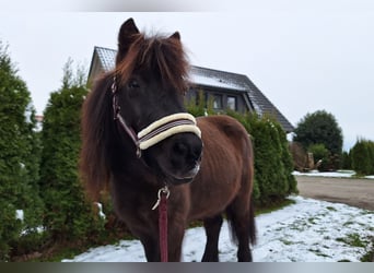 Shetland Ponys Mix, Ruin, 17 Jaar, 113 cm, Zwart
