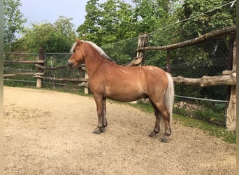 Shetland Ponys Mix, Ruin, 17 Jaar, 99 cm, Vos