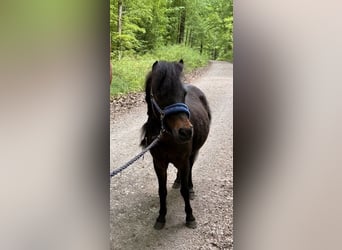 Shetland Ponys, Ruin, 19 Jaar, 110 cm, Donkerbruin