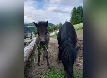 Shetland Ponys, Ruin, 1 Jaar, 110 cm, Zwart