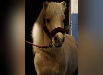 Shetland Ponys, Ruin, 22 Jaar, 100 cm, Palomino