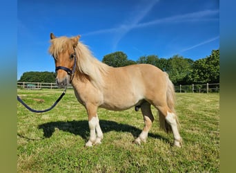 Shetland Ponys, Ruin, 2 Jaar, 102 cm, Gevlekt-paard