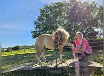 Shetland Ponys, Ruin, 2 Jaar, 102 cm, Gevlekt-paard