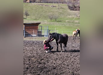 Shetland Ponys Mix, Ruin, 2 Jaar, 120 cm, Zwart