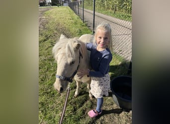 Shetland Ponys, Ruin, 2 Jaar, 90 cm, Palomino