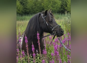 Shetland Ponys, Ruin, 3 Jaar, 100 cm, Zwart