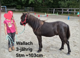 Shetland Ponys, Ruin, 3 Jaar, 102 cm, Zwart