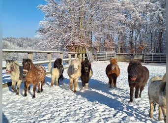 Shetland Ponys, Ruin, 3 Jaar, 107 cm, Gevlekt-paard