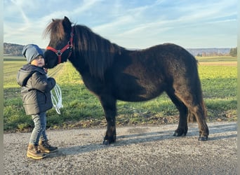 Shetland Ponys, Ruin, 3 Jaar, 108 cm, Zwart
