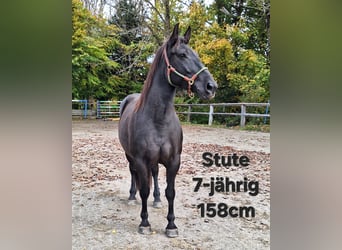 Shetland Ponys, Ruin, 3 Jaar, 111 cm, Zwart