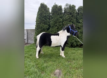 Shetland Ponys, Ruin, 3 Jaar, 112 cm, Gevlekt-paard
