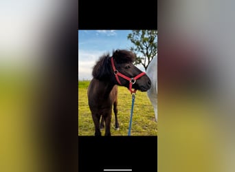 Shetland Ponys, Ruin, 3 Jaar, 115 cm, Donkerbruin