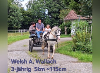 Shetland Ponys, Ruin, 3 Jaar, 115 cm, Schimmel