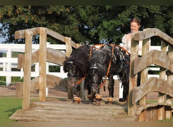 Shetland Ponys, Ruin, 3 Jaar, 82 cm