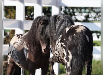 Shetland Ponys, Ruin, 3 Jaar, 82 cm