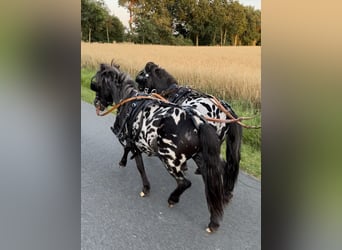 Shetland Ponys, Ruin, 3 Jaar, 82 cm