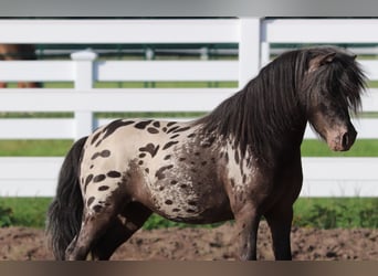 Shetland Ponys, Ruin, 3 Jaar, 82 cm