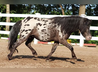 Shetland Ponys, Ruin, 3 Jaar, 82 cm