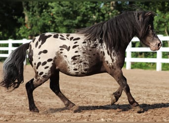 Shetland Ponys, Ruin, 3 Jaar, 82 cm