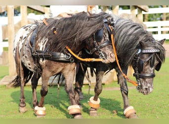 Shetland Ponys, Ruin, 3 Jaar, 82 cm