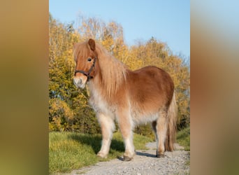 Shetland Ponys, Ruin, 3 Jaar, 90 cm, Zwart