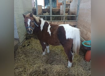 Shetland Ponys, Ruin, 4 Jaar, 100 cm, Gevlekt-paard
