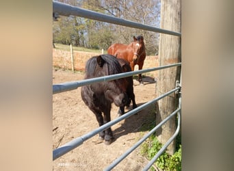 Shetland Ponys, Ruin, 4 Jaar, 100 cm, Zwartbruin
