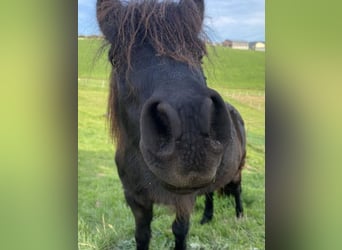 Shetland Ponys, Ruin, 4 Jaar, 105 cm, Zwart