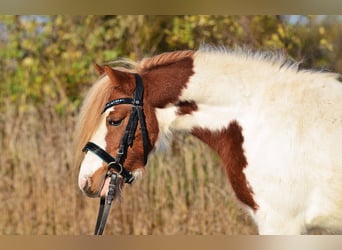 Shetland Ponys, Ruin, 4 Jaar, 107 cm, Gevlekt-paard