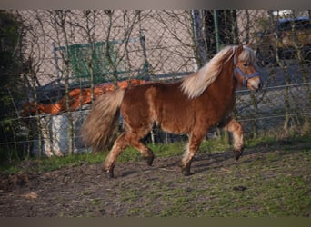 Shetland Ponys, Ruin, 4 Jaar, 110 cm, Vos