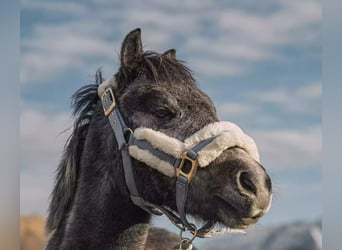 Shetland Ponys Mix, Ruin, 4 Jaar, 128 cm, Gevlekt-paard