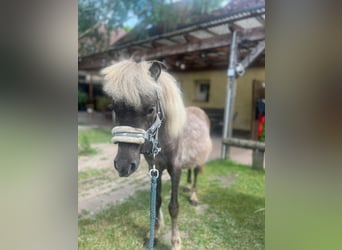 Shetland Ponys Mix, Ruin, 4 Jaar, 92 cm