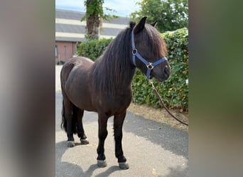 Shetland Ponys, Ruin, 5 Jaar, 109 cm, Zwart