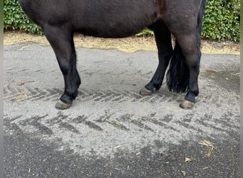 Shetland Ponys, Ruin, 5 Jaar, 109 cm, Zwart