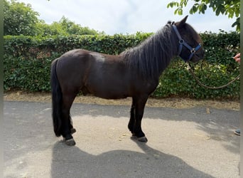 Shetland Ponys, Ruin, 5 Jaar, 109 cm, Zwart